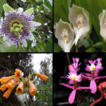Nuevas especies de orquídeas en Cusco